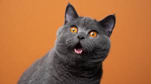 Cute Cat